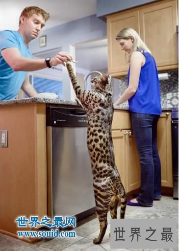 【图】世界上尾巴最长的猫，长达45厘米(神奇的动物)