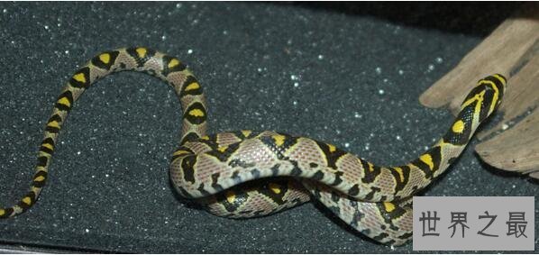 【图】世界上最美的蛇横斑锦蛇，简直就是女神雅典娜