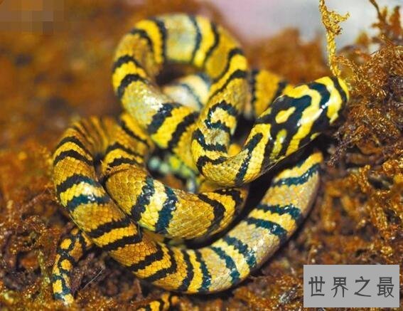 【图】世界上最美的蛇横斑锦蛇，简直就是女神雅典娜