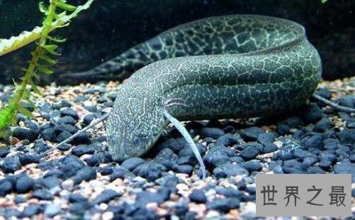 【图】陆地中的巨无霸活化石含肺鱼，竟爬上岸捕食陆