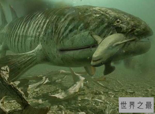 【图】陆地中的巨无霸活化石含肺鱼，竟爬上岸捕食陆