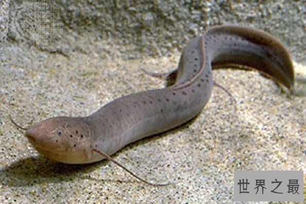 【图】陆地中的巨无霸活化石含肺鱼，竟爬上岸捕食陆