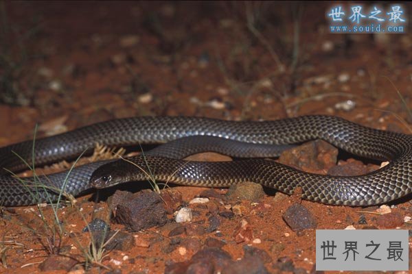 【图】世界上最毒的蛇排名，内陆太攀蛇一口咬死100个