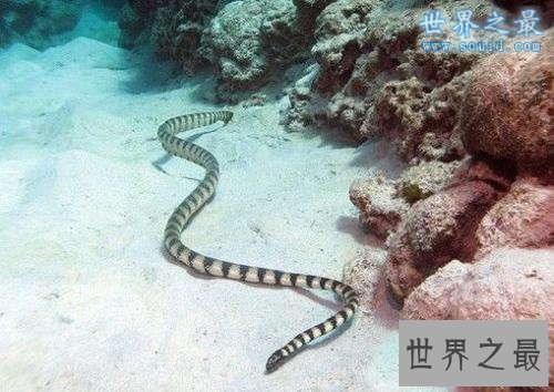 【图】世界上最毒的蛇排名，内陆太攀蛇一口咬死100个