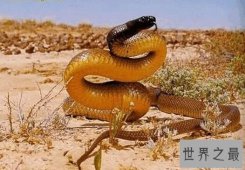 【图】世界上最毒的蛇排名，内陆太攀蛇一口咬死100个