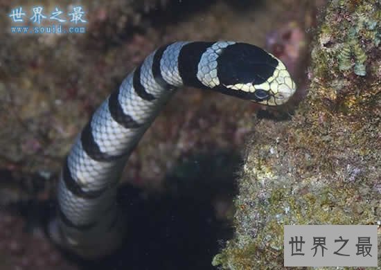 【图】世界上最毒的蛇排名，内陆太攀蛇一口咬死100个