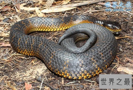 【图】世界上最毒的蛇排名，内陆太攀蛇一口咬死100个
