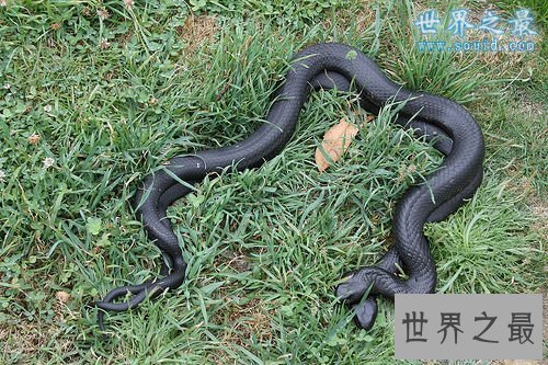 【图】世界上最毒的蛇排名，内陆太攀蛇一口咬死100个