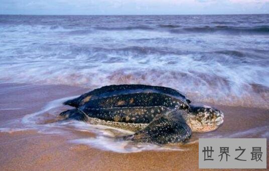 【图】世界上最大的龟类，棱皮龟体长2.5米(20年内灭绝