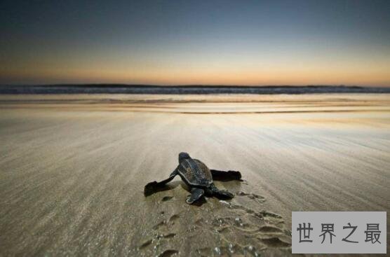 【图】世界上最大的龟类，棱皮龟体长2.5米(20年内灭绝