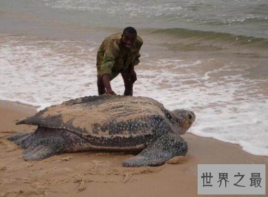 【图】世界上最大的龟类，棱皮龟体长2.5米(20年内灭绝