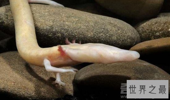 【图】世界上16种即将灭绝的动物，一辈子都见不到的