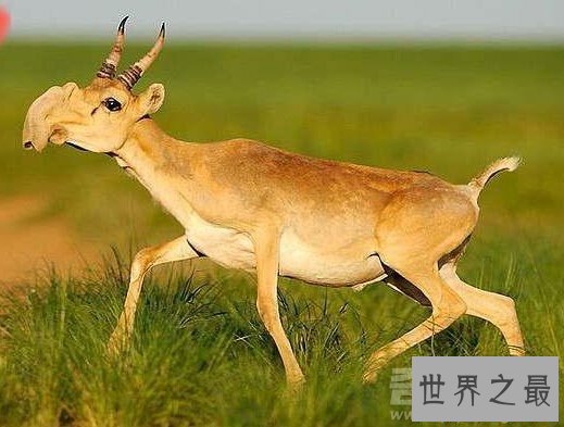 【图】世界上16种即将灭绝的动物，一辈子都见不到的