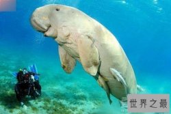 【图】世界上16种即将灭绝的动物，一辈子都见不到的