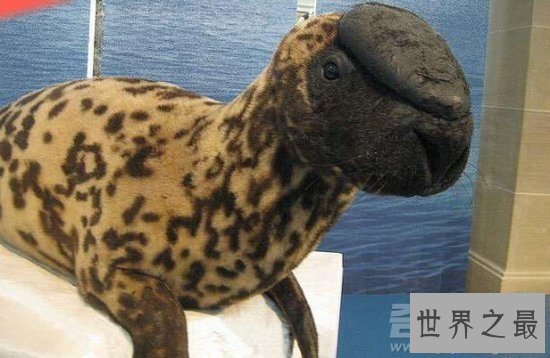 【图】世界上16种即将灭绝的动物，一辈子都见不到的