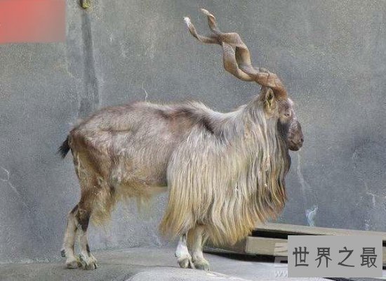 【图】世界上16种即将灭绝的动物，一辈子都见不到的