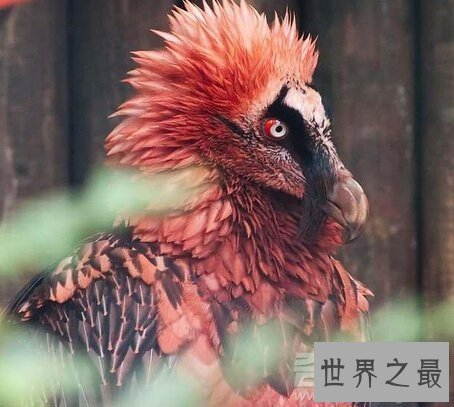 【图】世界上16种即将灭绝的动物，一辈子都见不到的