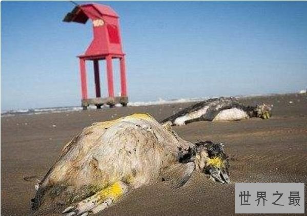 世界上最恐惧的瀑布 南极血瀑布