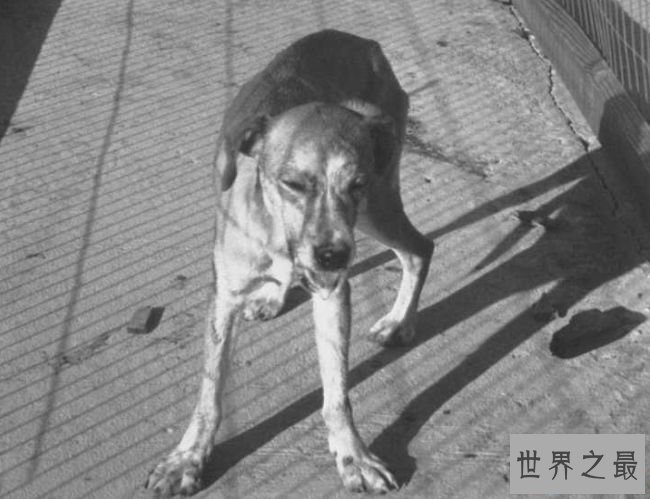 世界上最难治的传染病 几乎必死的狂犬病 别让你的宠物成为杀人凶手