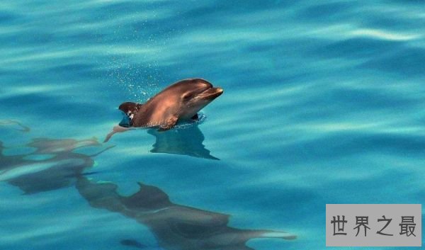 世界下水温最高的大海 奥秘的陆地也有暖和的一面