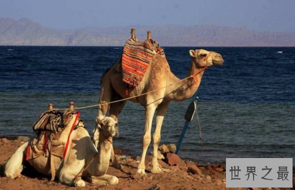 世界下水温最高的大海 奥秘的陆地也有暖和的一面