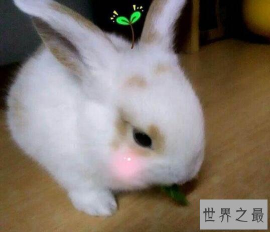 【图】世界上最可恶的兔子，公主兔(萌宠界的新女王