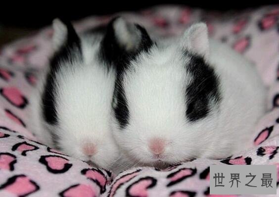 【图】世界上最可恶的兔子，公主兔(萌宠界的新女王