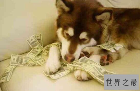 【图】世界上最土豪的狗，王思聪的爱犬坐公家飞机出