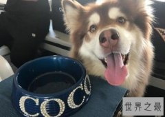 【图】世界上最土豪的狗，王思聪的爱犬坐私人飞机出