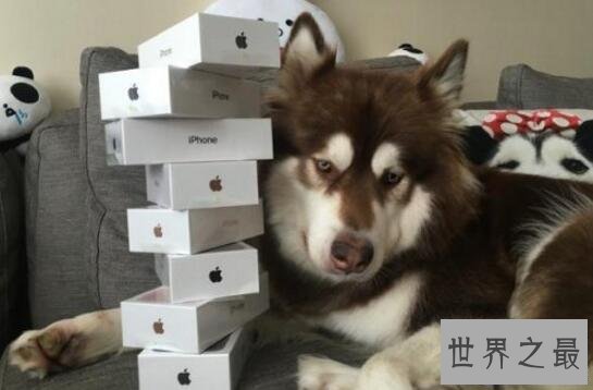 【图】世界上最土豪的狗，王思聪的爱犬坐公家飞机出