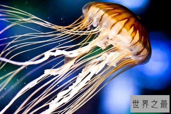 【图】世界上最毒的生物箱水母，一只就能毒死60位成年