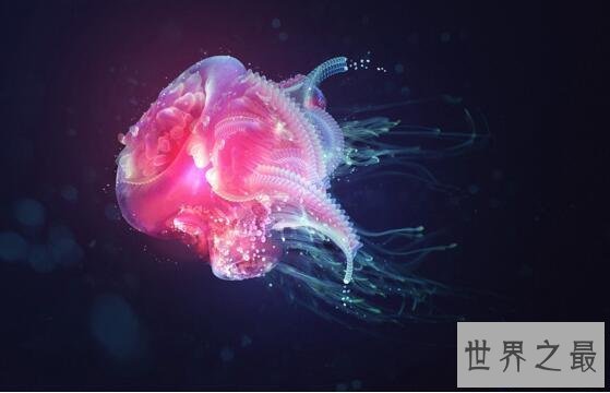【图】世界上最毒的生物箱水母，一只就能毒死60位成年