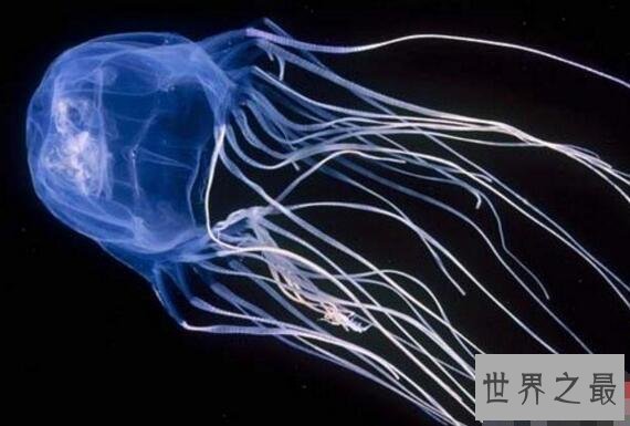 【图】世界上最毒的生物箱水母，一只就能毒死60位成年