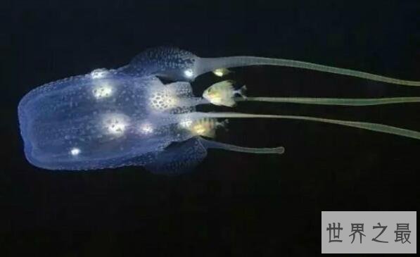 【图】世界上最毒的生物箱水母，一只就能毒死60位成年