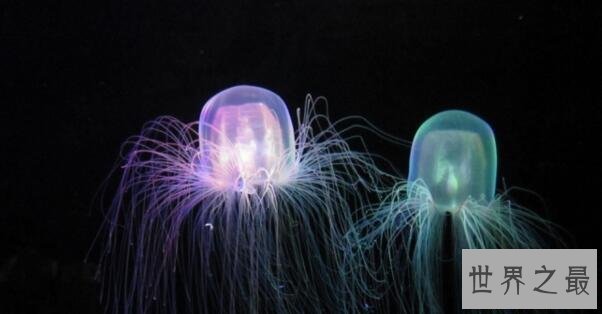 【图】世界上最毒的生物箱水母，一只就能毒死60位成年