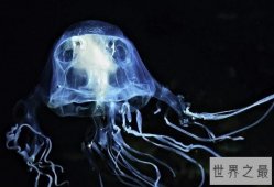 【图】世界上最毒的生物箱水母，一只就能毒死60位成年