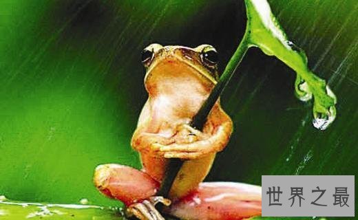 【图】世界上最不幸的青蛙，打伞树蛙(被摄影师侮辱至
