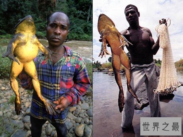 【图】世界上最不幸的青蛙，打伞树蛙(被摄影师侮辱至