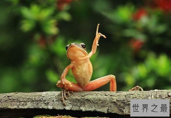 【图】世界上最不幸的青蛙，打伞树蛙(被摄影师侮辱至