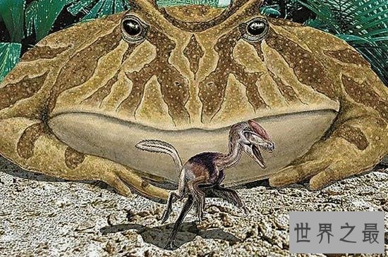 【图】世界上最不幸的青蛙，打伞树蛙(被摄影师侮辱至