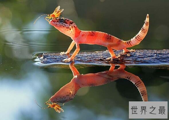 【图】世界上最不幸的青蛙，打伞树蛙(被摄影师侮辱至