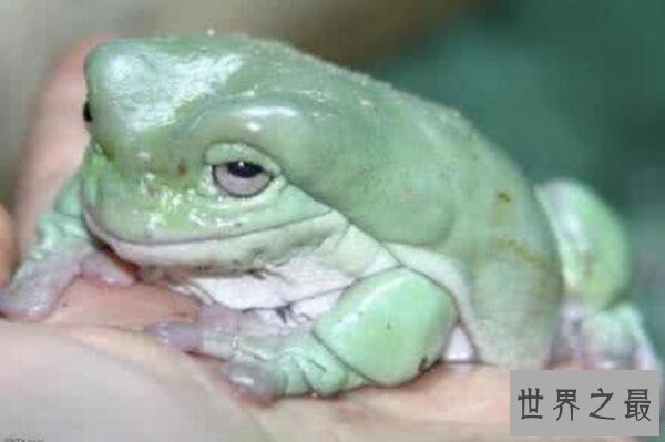 【图】世界上最不幸的青蛙，打伞树蛙(被摄影师侮辱至