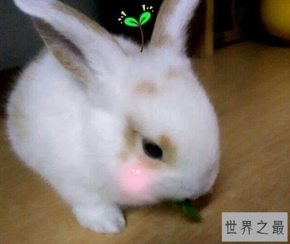 【图】世界上最可恶的青蛙，沙漠雨蛙简直就是一个充