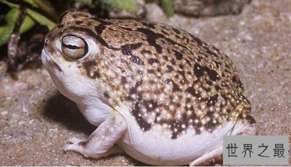 【图】世界上最可恶的青蛙，沙漠雨蛙简直就是一个充