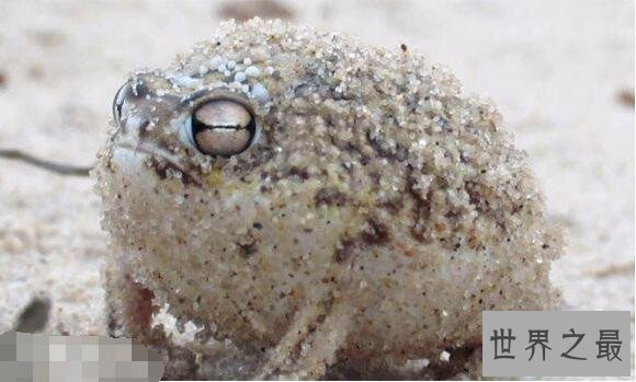【图】世界上最可恶的青蛙，沙漠雨蛙简直就是一个充