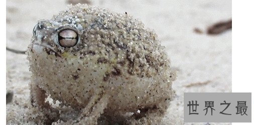 【图】世界上最可恶的青蛙，沙漠雨蛙简直就是一个充