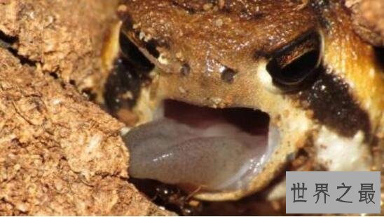 【图】世界上最可恶的青蛙，沙漠雨蛙简直就是一个充