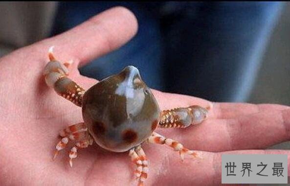 【图】世界上最可恶的青蛙，沙漠雨蛙简直就是一个充