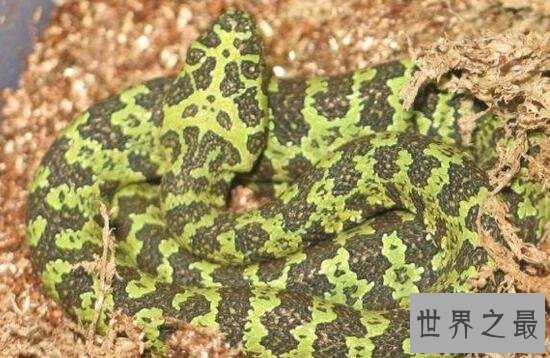 【图】世界上最贵的毒蛇，莽山烙铁头蛇(价值数百万