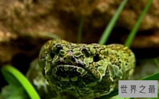【图】世界上最贵的毒蛇，莽山烙铁头蛇(价值数百万